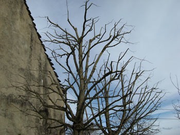 Taille architecturée arbre Jura